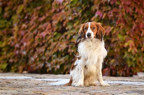 Is A Kooikerhondje A Good Family Dog