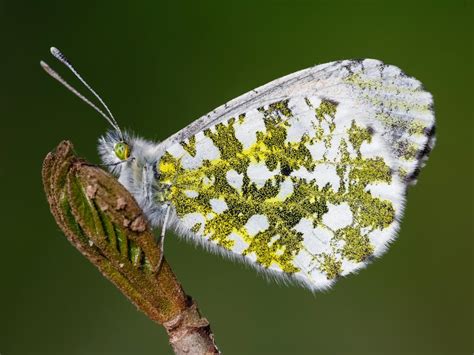 Orange-tip | Butterfly Conservation