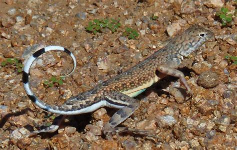 Zebra-tailed Lizard | NatureRules1 Wiki | Fandom