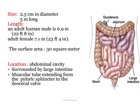 SOLUTION: Small intestine function anatomy 1 1 - Studypool