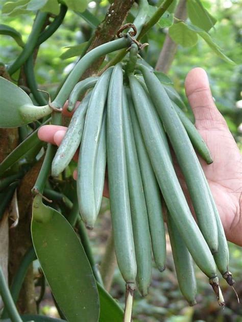 10 Madagascar Vanilla Beans Whole Grade B Vanilla Pods 5 7 | Etsy