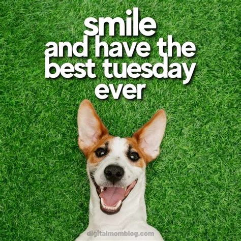 tuesday dog meme Happy Tuesday Meme, Tuesday Quotes Funny, Tuesday ...