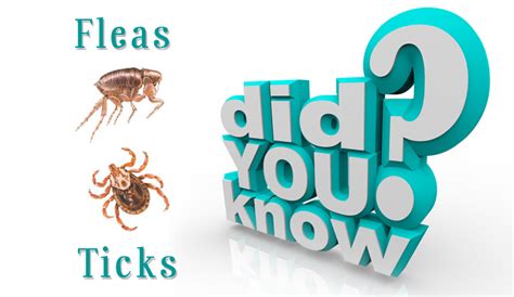 Did You Know These Facts About Flea and Tick? - BudgetPetWorld