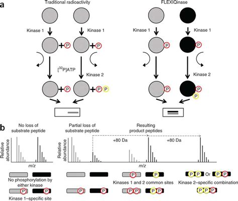 Two-kinase assay.(a) Schematics of the traditional radioactivity assay ...