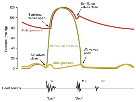 The Cardiac Cycle - Pressures in The Heart - TeachMePhysiology