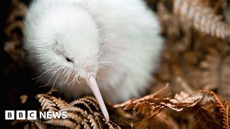 New Zealand National Animal : 1 - The kiwi bird is the nation's ...