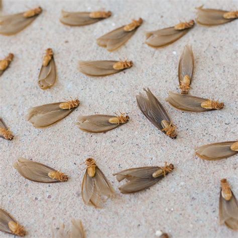 Winged Termites Identification