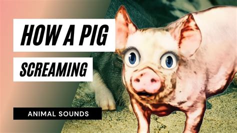 How A Pig Screaming and Squealing / Sound Effect / Animation - YouTube