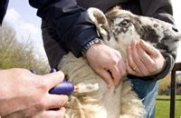 First sheep injection to cover fluke, worms and scab - Farmers Weekly