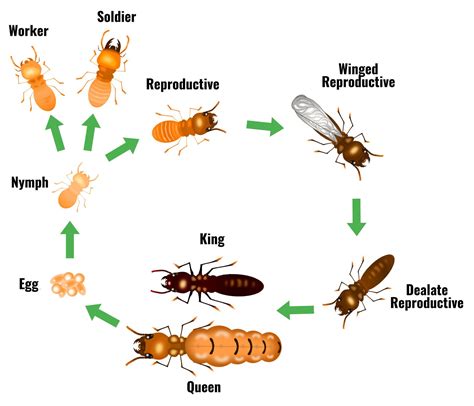 Termite Life Cycle and Life Span | EcoGuard Pest Management