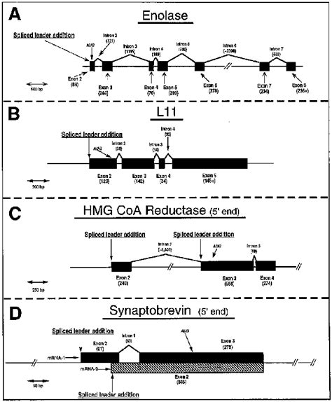 Schistosoma mansoni transspliced gene organization. Schematics ...