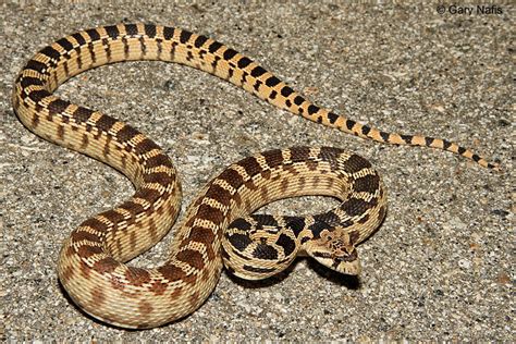 Rattlesnake Safety on the Trails – Carson Valley Trails Association