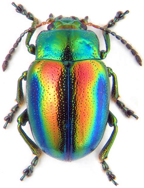 LEAF BEETLE (showing iridescence) Chrysolina... | animals, animals, animals