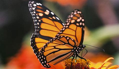 Monarch butterfly