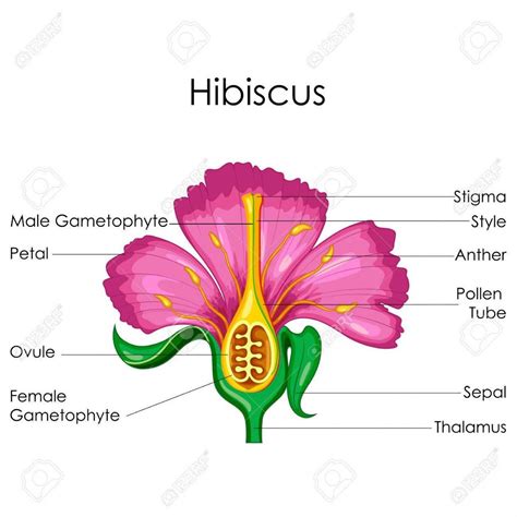 Flower Diagram With Labeled Parts