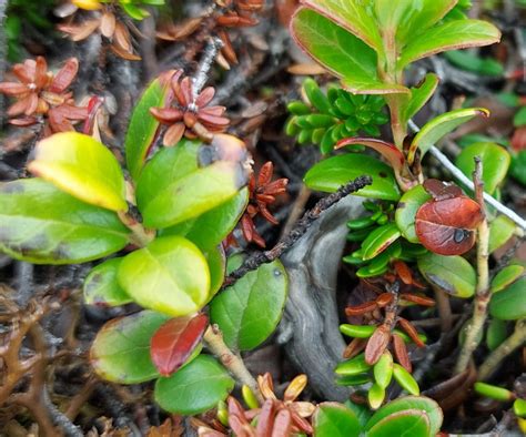 Photo - Cowberry - Vaccinium vitis-idaea - Observation.org