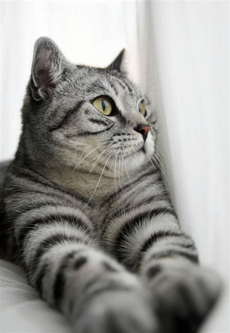 grey cat breeds with stripes - Patrina Clinton