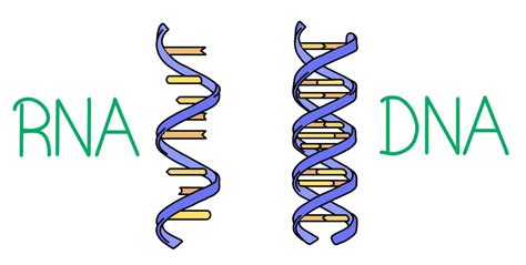 DNA vs. RNA - Expii