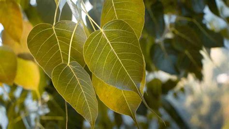 Peepal Tree: Complete Information About Ficus Religiosa - PlantCareTips