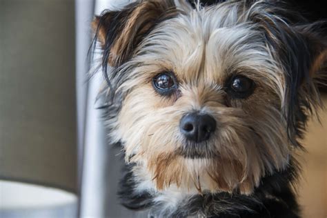 Yorkies Pros And Cons • helloBARK!