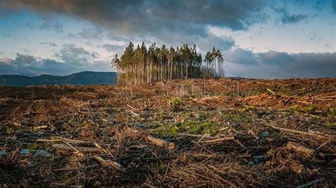 Environmental Impact of Traditional Farming: 5 Effects | Eden Green