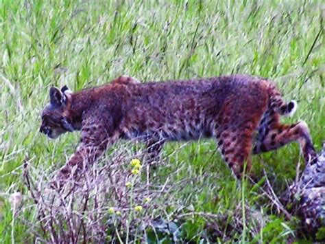 Mountain Lions Vs. Bobcats: Do You Know the Difference? | San Anselmo ...