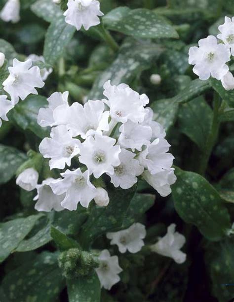 Pulmonaria 'Sissinghurst White'