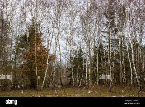 birch trees - National Park Maasduinen in the Netherlands Stock Photo ...