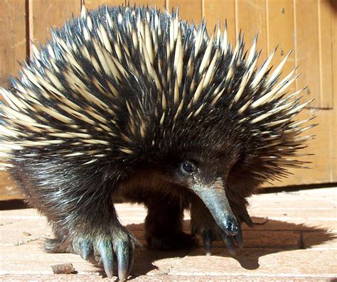 Echidna | The Biggest Animals Kingdom