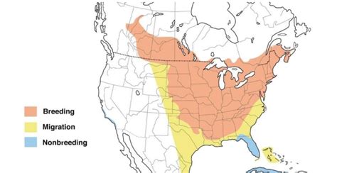 2 Types of Orioles Found in Missouri! (2024) - Bird Watching HQ