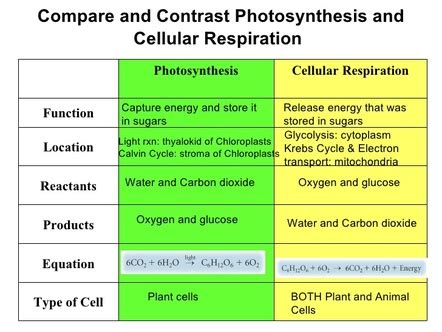 Photosynthesis and Cellular Respiration - Pedersen Science