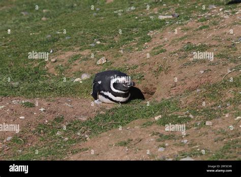 Magellanic penguin nesting on Magdalena Island, Chile Stock Photo - Alamy