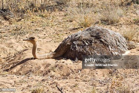 22 Female Ostrich Nest Stock Photos, High-Res Pictures, and Images ...