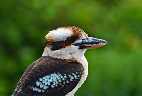 Kookaburra Symbolism & Meaning (+Totem, Spirit & Omens) | World Birds