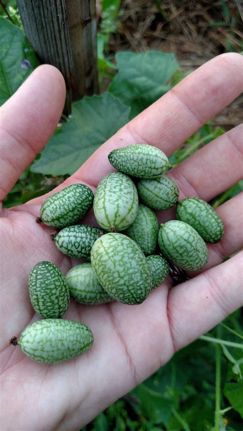 Specialty Cucumber seeds - Mexican Sour Gherkin | Organic | Sow True Seed