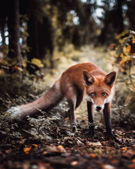 Photos Capture Finland’s Fairytale Forest Animals in the Wild