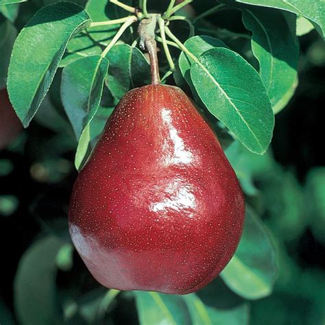 Red Anjou Pear - Pear Trees - Stark Bro's