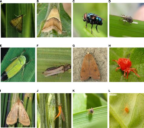 Frontiers | Crop pest image classification based on improved densely ...