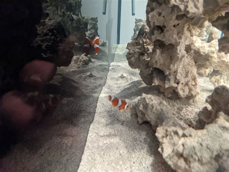 Clownfish Tail Fin Damage - Disease or Aggression? Next Steps ...