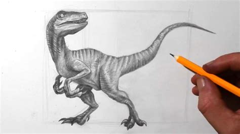 Dinosaur Velociraptor Drawing