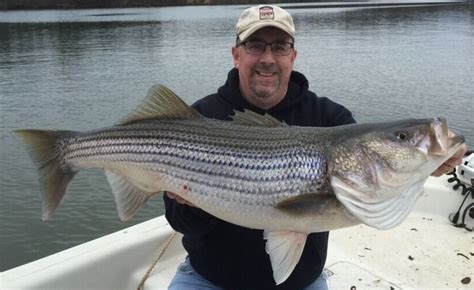 Bill Cochran: Stripers getting bigger at Smith Mountain Lake