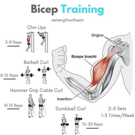 2 Most Powerful Biceps Workout Plans - GymGuider.com | Biceps workout ...