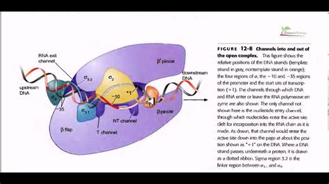 RNA polymerase Sigma factor and clefts - YouTube