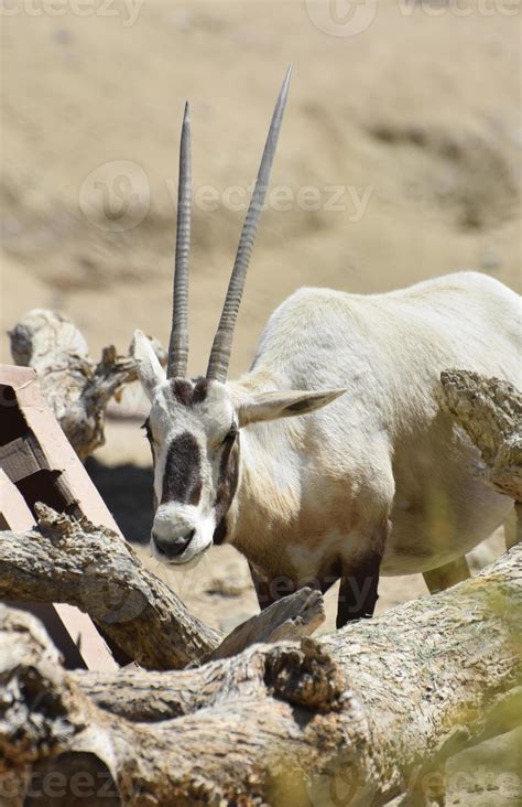 Long Straight Horns on an Arabian Oryx 9600013 Stock Photo at Vecteezy