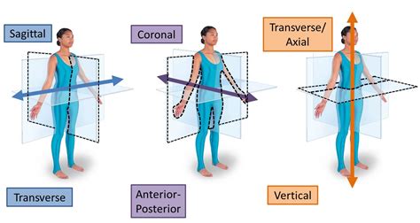 Posterior Vs Anterior