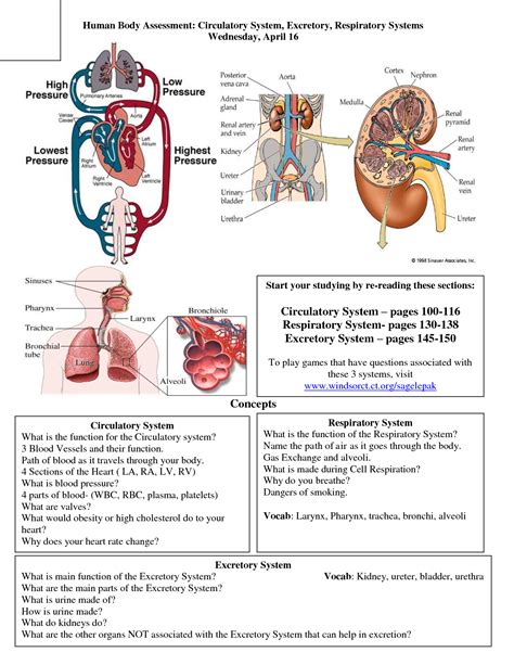 all human body systems and their functions - ModernHeal.com