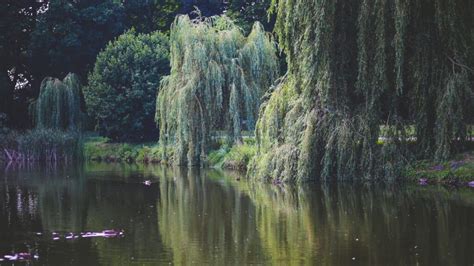 Willow Tree Symbolism and Spiritual Meaning: Exploring the Significance ...