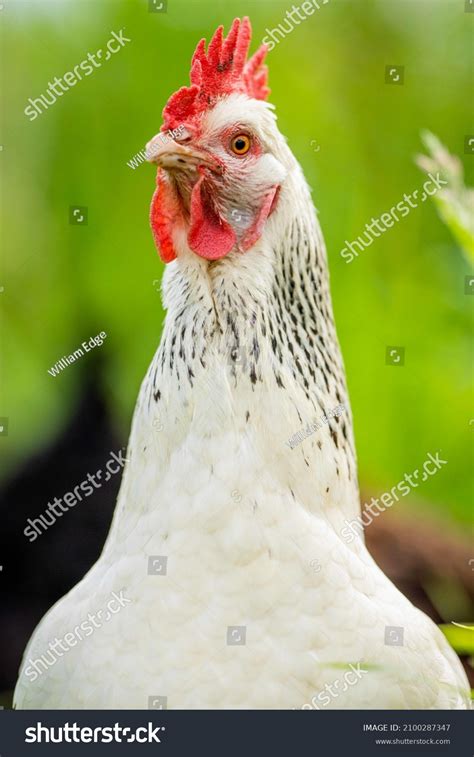 2+ Thousand Chook Royalty-Free Images, Stock Photos & Pictures ...