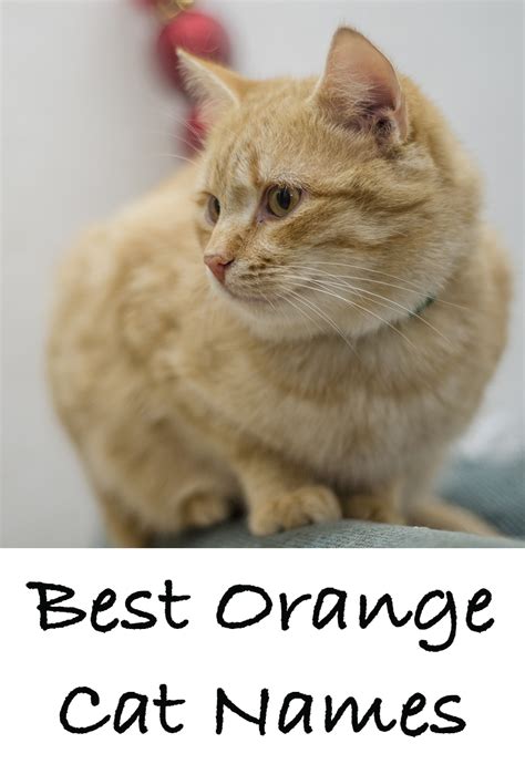 Orange Cat Names - 169 Amazing Names For Ginger Kittens