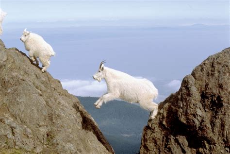 Mountain goat | mammal | Britannica